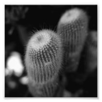 Black and White Photography Series - Cactus 9
