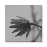 Black and White Poplar Bloom Magnets
