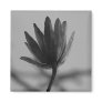 Black and White Poplar Bloom Fridge Magnet