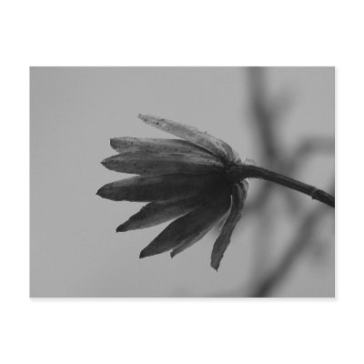 Black and White Poplar Bloom Postcards by princessklb07