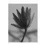 Black and White Poplar Bloom Post Card