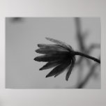 Black and White Poplar Bloom Posters