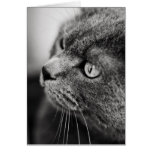 Black and white portrait of a cat - card