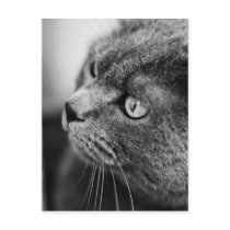 Black and white portrait of a cat - postcard