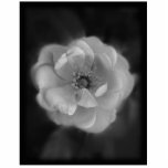 Black and White Rose. Acrylic Cut Outs