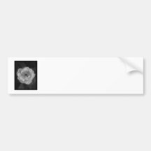 Black and White Rose. Bumper Stickers