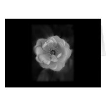 Black and White Rose. Cards