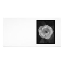 Black and White Rose. Customized Photo Card