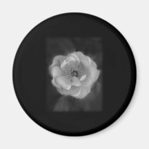 Black and White Rose. Fridge Magnet