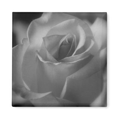 Black and White Rose Magnet by kimboj1