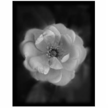 Black and White Rose. Photo Cutout