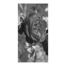Black-and-White Rose Photocard Photo Card Template