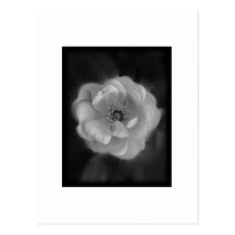 Black and White Rose. Post Cards