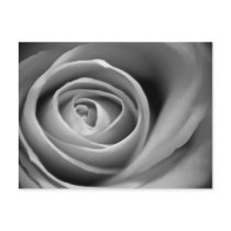 Black and White Rose Postcard