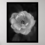 Black and White Rose. Poster
