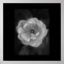 Black and White Rose. Posters