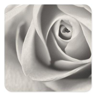 Black and White Rose, stationery, template Sticker by JayneLogan