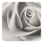 Black and White Rose, stationery, template Sticker