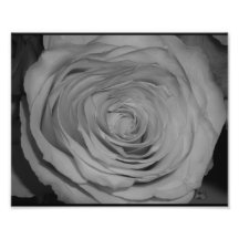 Black and white rose up-close art photo