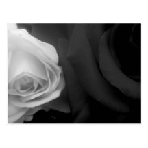 Black and White Roses Postcards