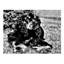 Black and White Sketch of a Cocker Spaniel Postcards