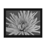Black and White Spider Mum Postcard
