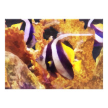 Black and White Striped Angelfish Personalized Announcements