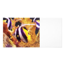 Black and White Striped Angelfish Picture Card