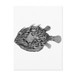 Black and White Striped Cowfish Postcard