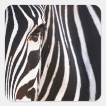 Black and White Striped Zebra Square Sticker