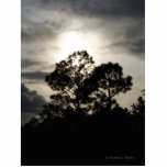 Black and white surreal photograph of pine trees cut out