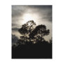 Black and white surreal photograph of pine trees