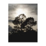 Black and white surreal photograph of pine trees
