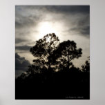 Black and white surreal photograph of pine trees posters