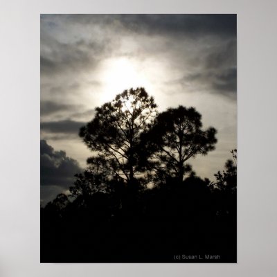 Black and white surreal photograph of pine trees by SusansZooCrew