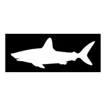 Black and White Swimming Shark posters
