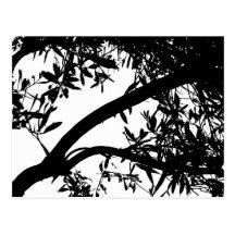 Black and White Tree Postcard