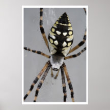 Black and Yellow Garden Spider Posters