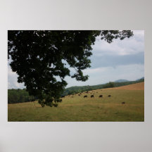 Black Angus Cows in the Carolinas Posters
