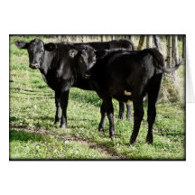 Black Angus Heifer Calves Greeting Cards