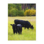 Black Angus Pair in Field Postcards