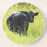 Black Angus Steer  in Tall Grass