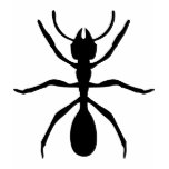 black ant t-shirts