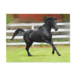 Black Arabian Stallion Postcards