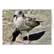 Black Beaked Sea Bird Card