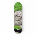 Black Beaked Sea Bird Close Up Skate Deck