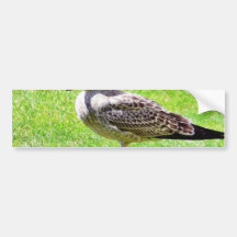 Black Beaked Sea Bird On Grass Bumper Stickers