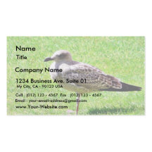 Black Beaked Sea Bird On Grass Business Card Templates