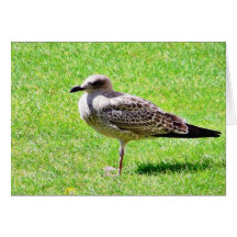 Black Beaked Sea Bird On Grass Greeting Card