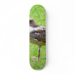 Black Beaked Sea Bird On Grass Skate Board